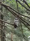 Barred Owl