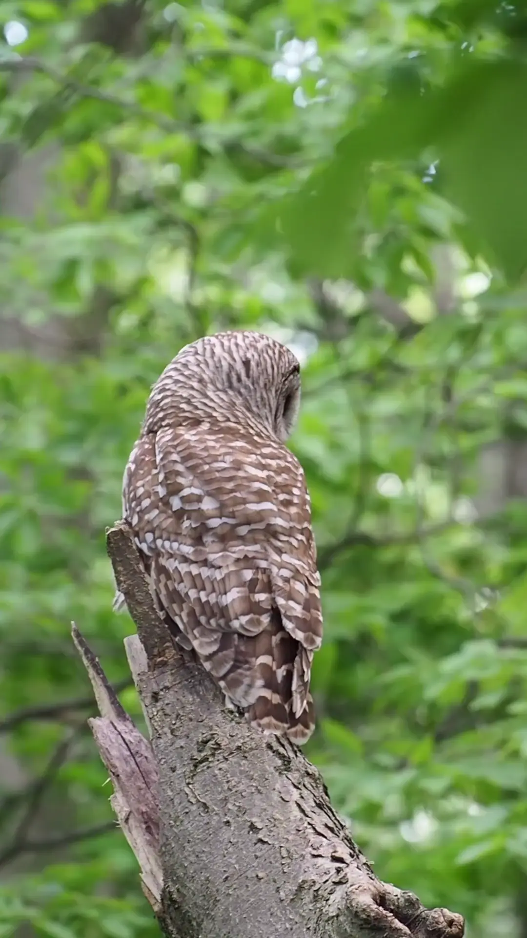 Barred Owl yesterday