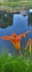 Barth Daylilly
