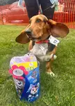 Basset Race winner!