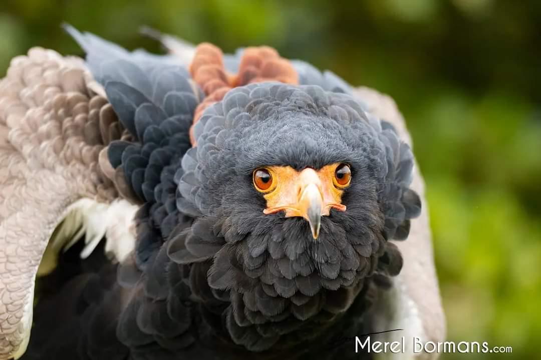 Bateleur eagle