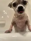 Bath Day