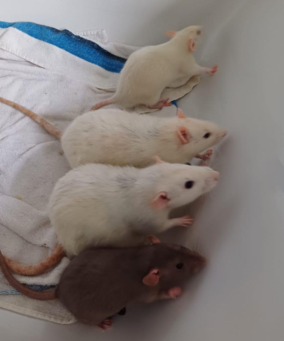 Ideas to fill my cage!