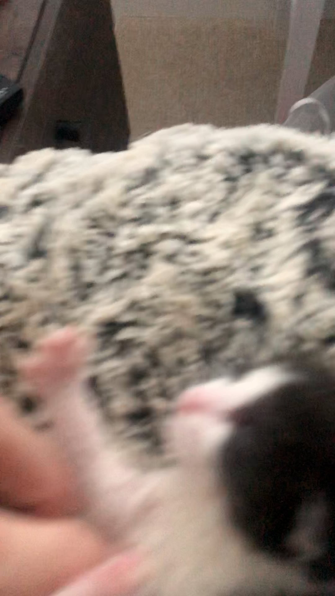 Incredibly loud purring by a tiny kitten followed by a little squeak at the end!