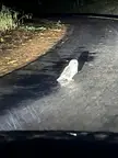Owl friend was hunting frogs