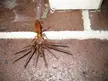 Western Australian spider wasp carrying a very large huntsman spider in Sydney 