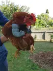 3D printed "Hulk Arms" for our chicken