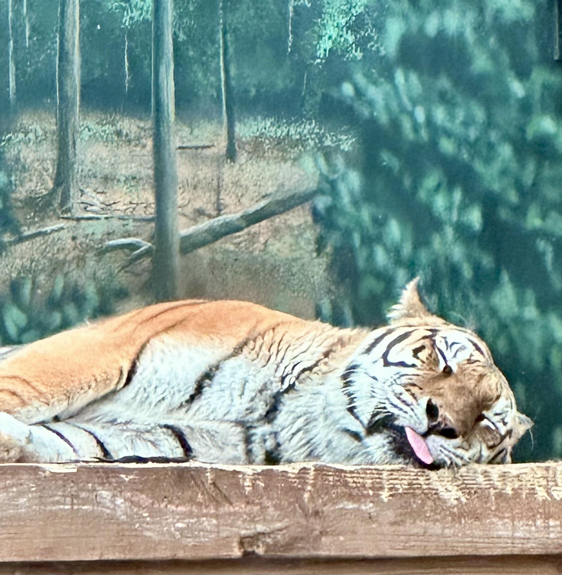 Blep at the zoo