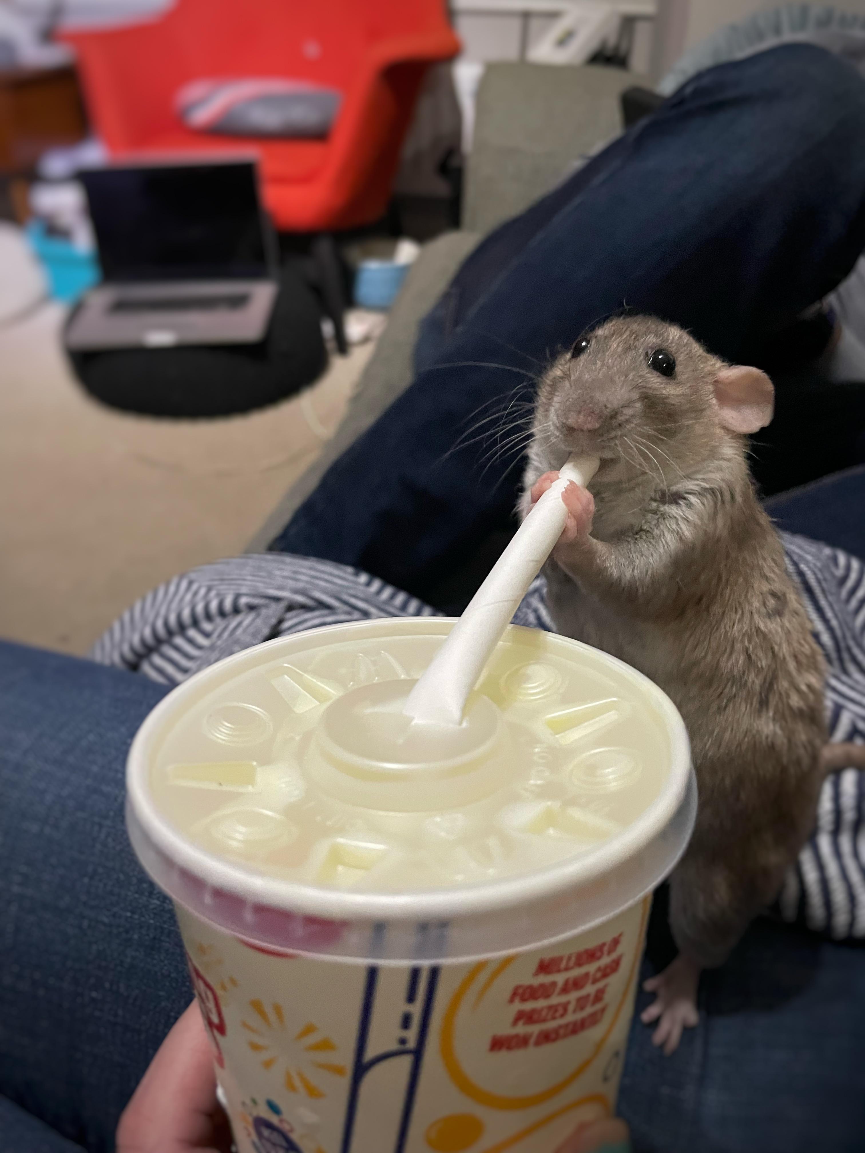 Lil milkshake thief