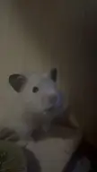 handsome boy