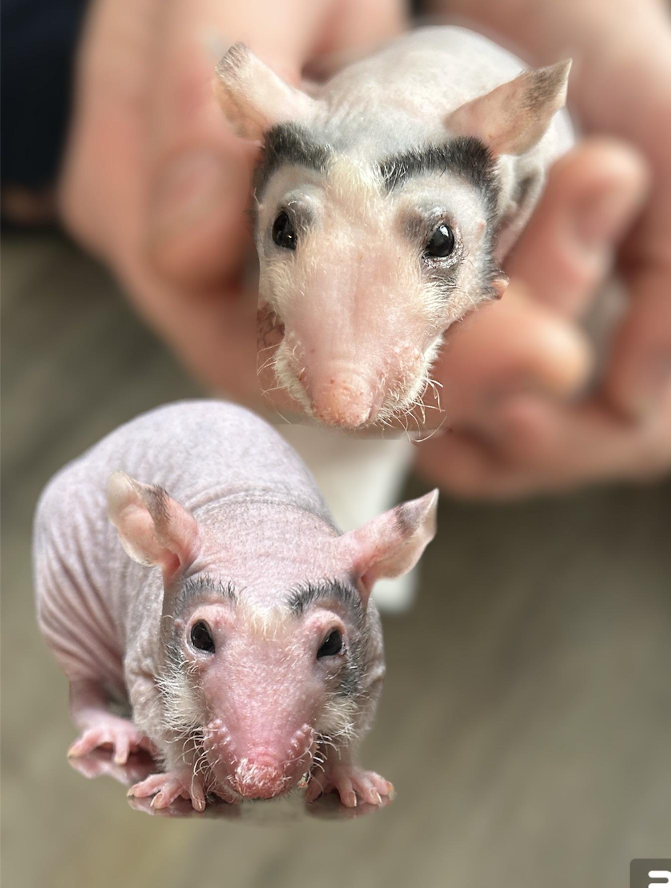 One week difference-new molt and 40g weight gain