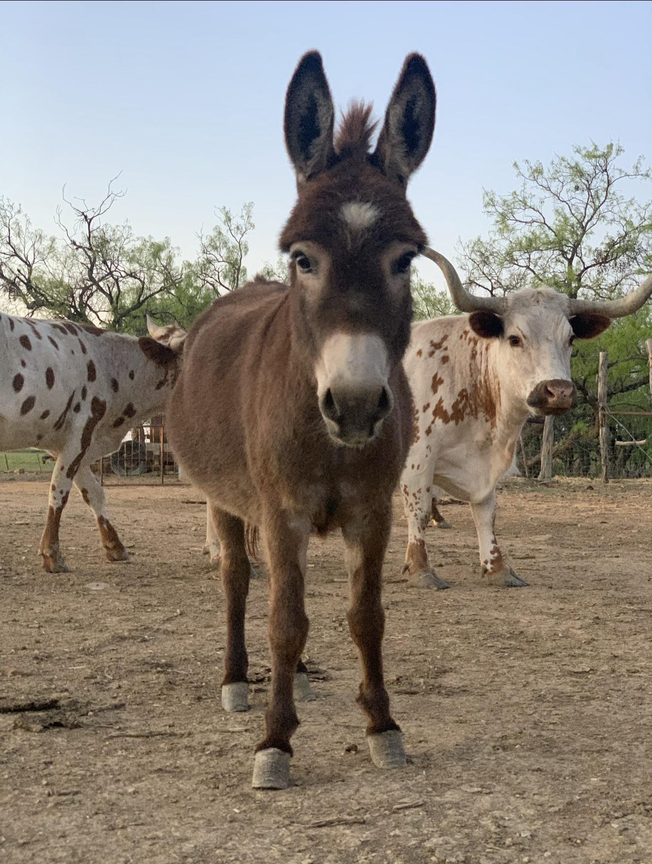 I give you Katy Hairy, the mini-donkey with her mini-posse of mini-longhorns
