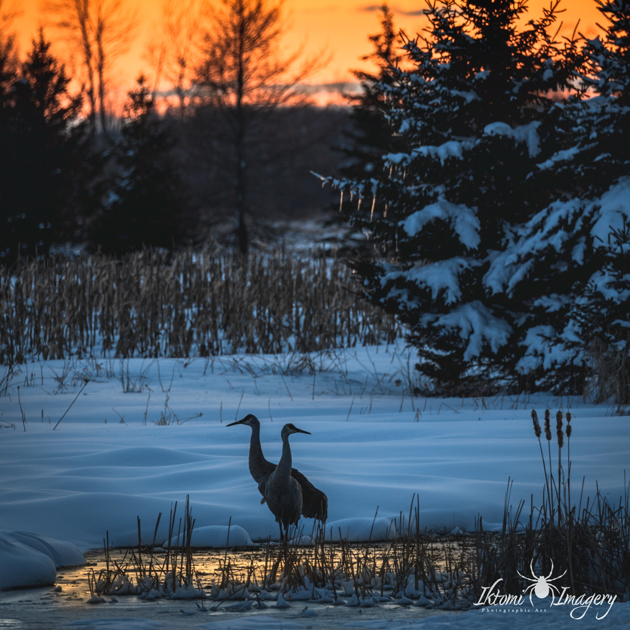 Spring is almost here in Wisconsin. [O.C.]
