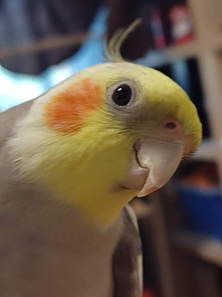 Hey Guys! I have a male cockatiel but he won't eat ANY vegetables or fruits. How could I make him eat some? Hiding them in his seeds doesn't work either.
