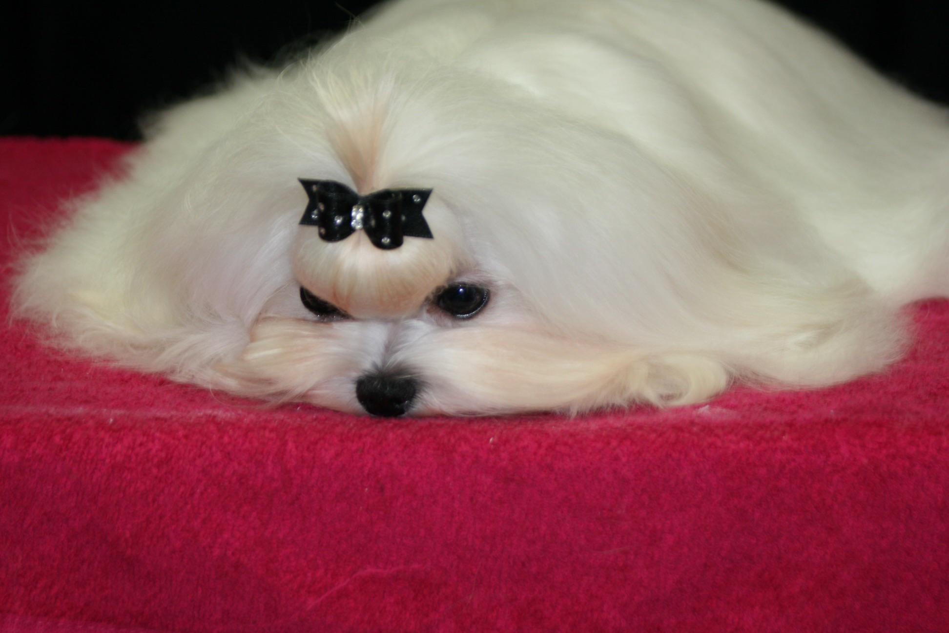 Vogue’s Baby