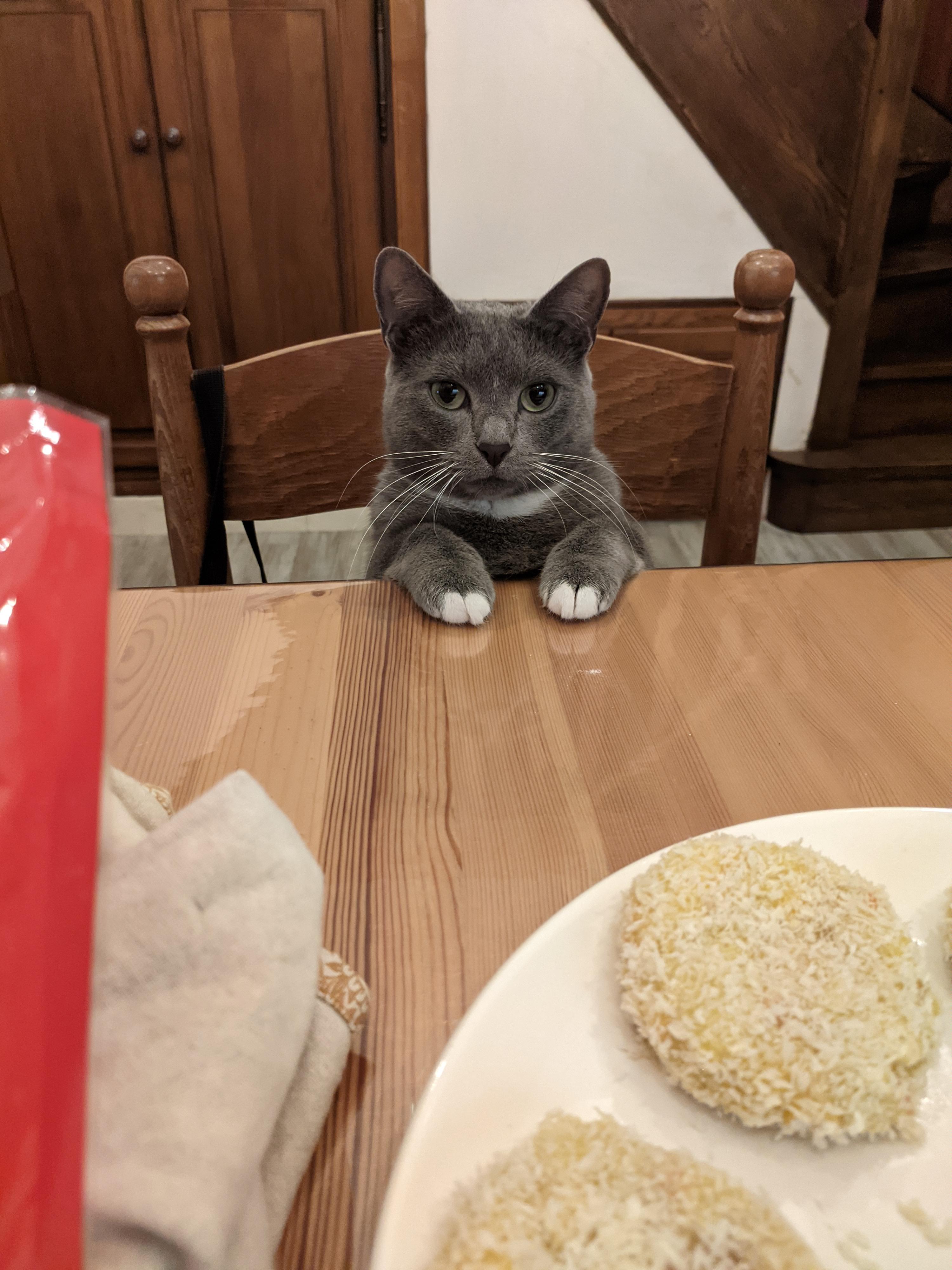 catpics