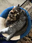 Two pussies, one bed makes for a tight fit