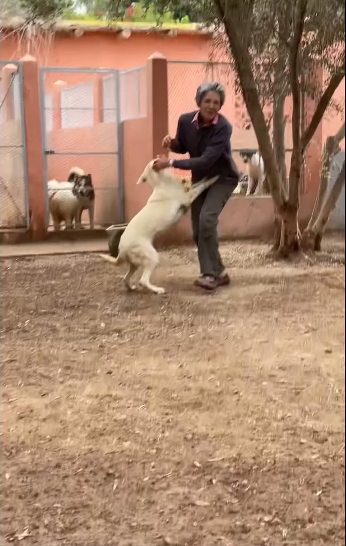 Here's a snippet of life at SARA Morocco: Every morning we're greeted by an explosion of joy - tails wagging wildly, happy barks echoing across the sanctuary. Their pure hearts teach us that every moment is worth celebrating.​​​​​​​​​​​​​​​​