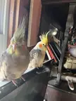 Cockatiels had a divorce and he took the mansion