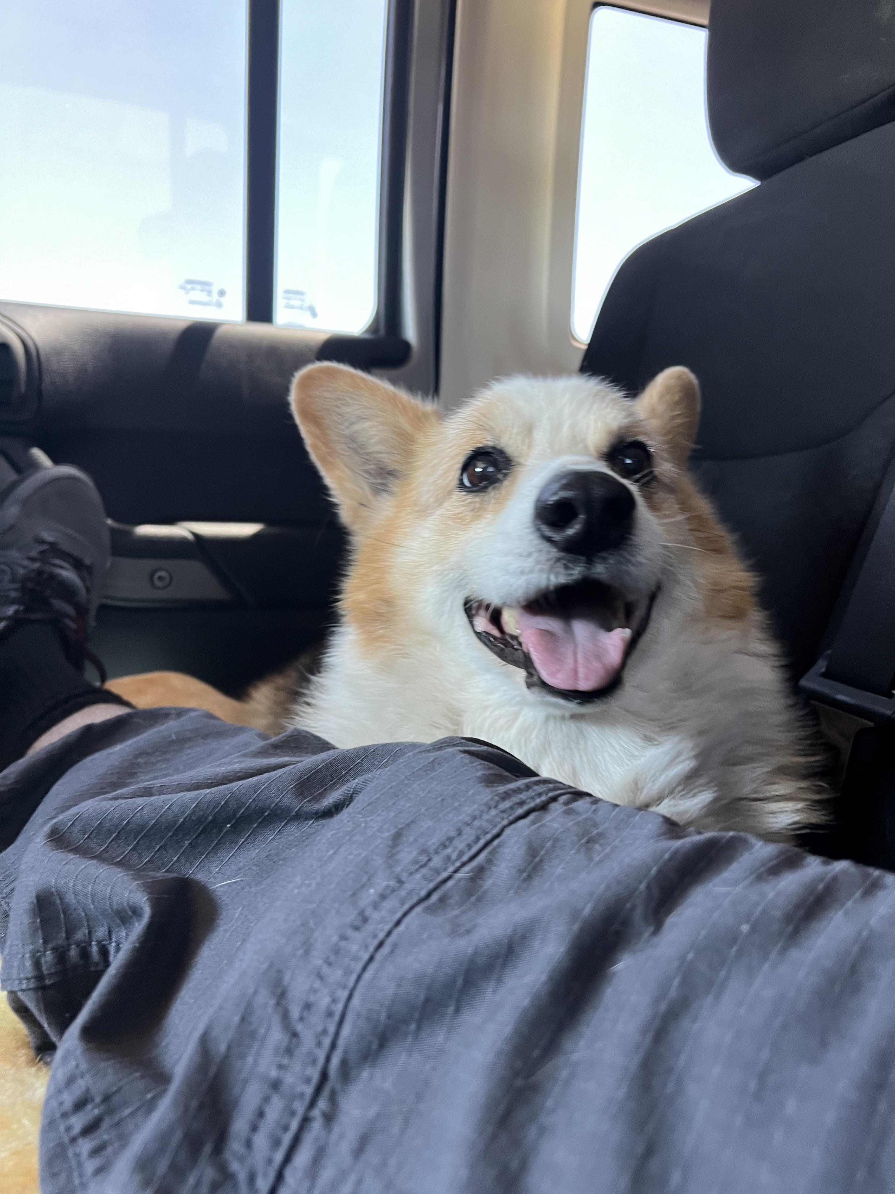 Doggy Heaven