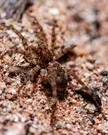 Beach Wolf Spider