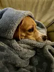 Beagle in a Blanket