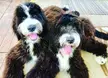 Beautiful Bernedoodle sisters 