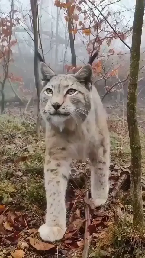 Beautiful danger kitty