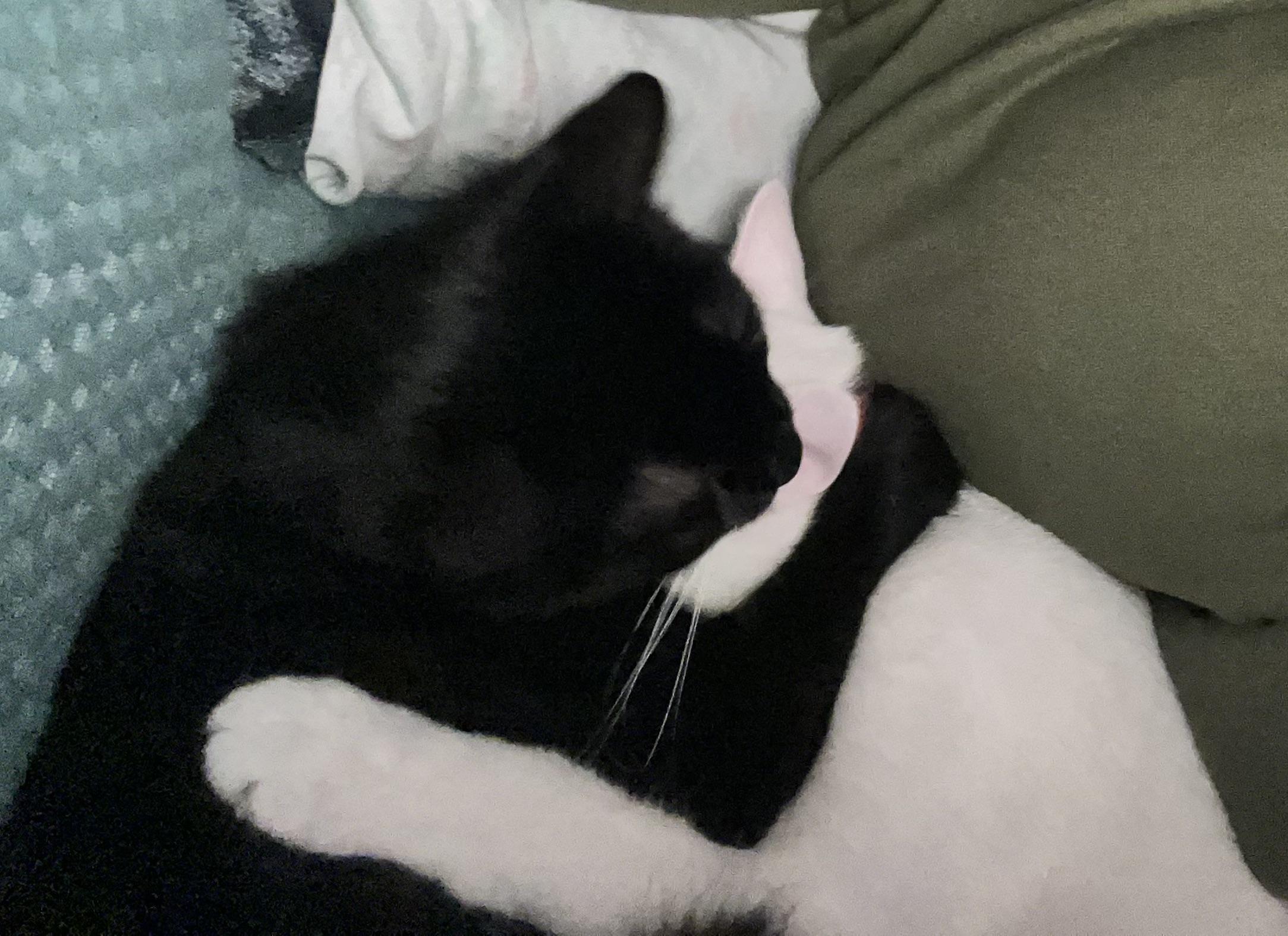 Caught my cats hugging and sleeping. Sorry for horrible quality pic I did not want to move and wake them up.