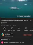 trying to show someone what porpoises means when suddenly