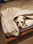 Bebop didn't want to move when we were making the bed this morning. 