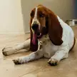 Because Basset 