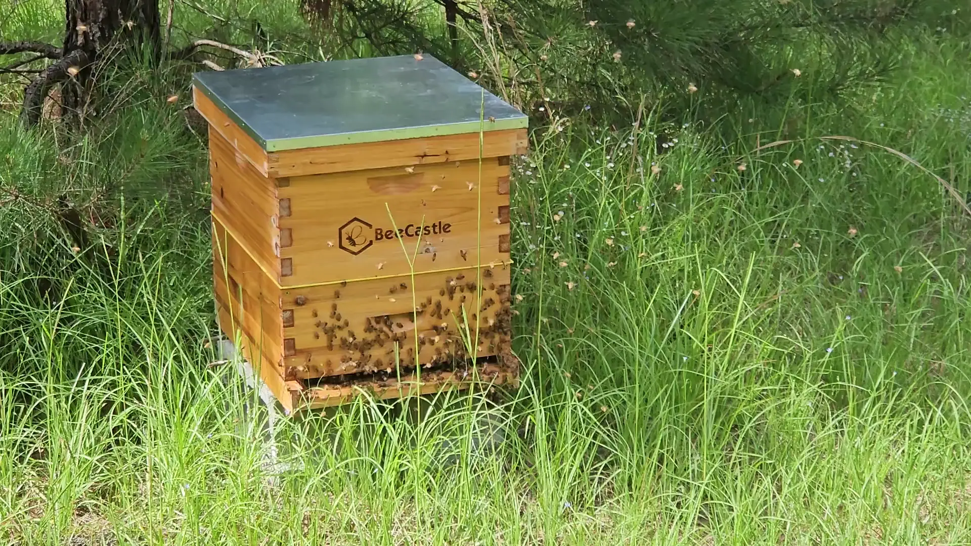 Bees being bees or swam behavior?