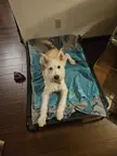 Best harness for puppy