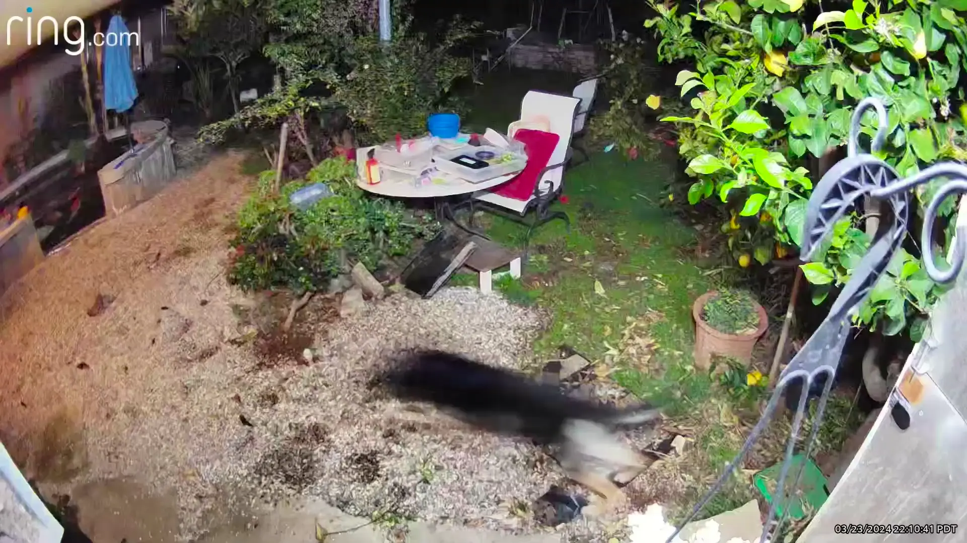 Best toy to inspire Luna zoomies: a cheap plastic flower pot