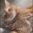 Bet your cat doesn't let you do this!