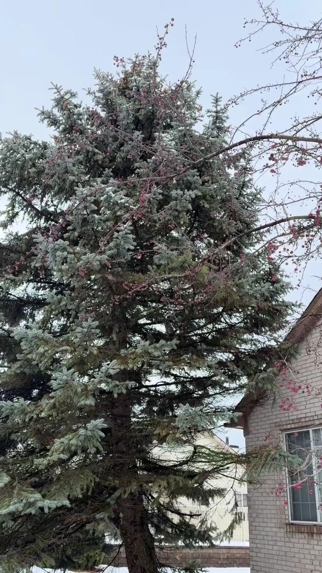 Better video of the 4 owls that live in my tree