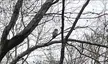 Barred owl on a rainy day