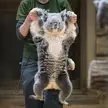 This is how koalas are transported in the zoos