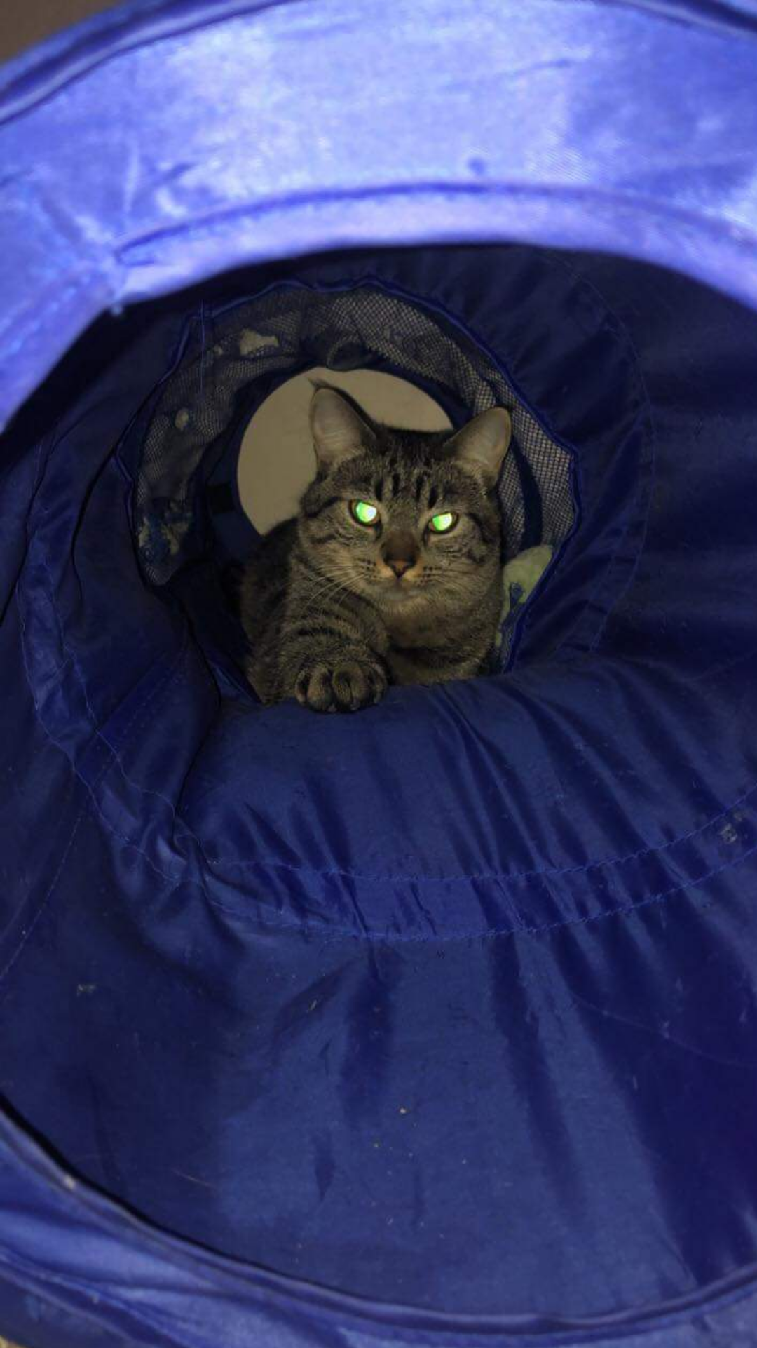 My super scary apex predator