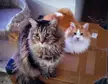 My floof monsters Babu and Julius, doing cat stuff.