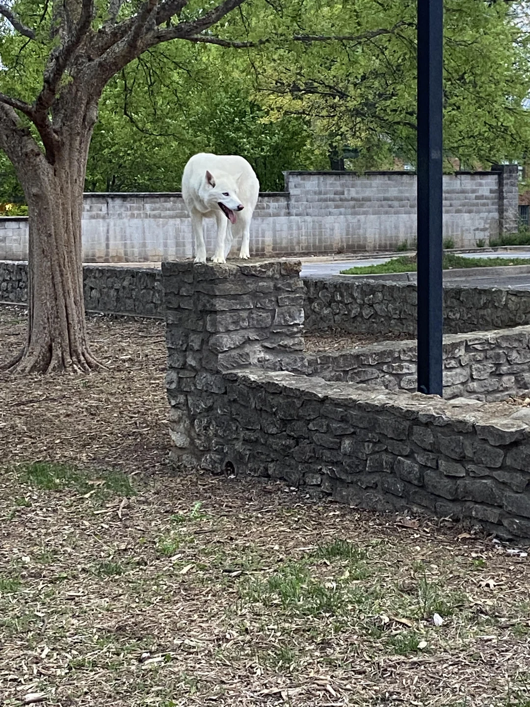 Discover More Like Husky Gargoyle Husky And Related Content Scrolller