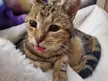 Big blep from old lady Kitsey Baba