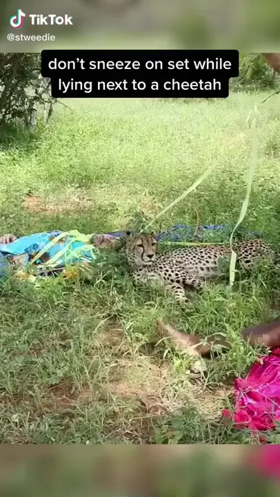 Big cat scare