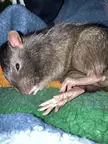 Big feet