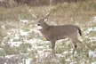 Big White-tailed Deer Buck! 