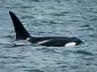 Bigg’s Orca in the Salish Sea