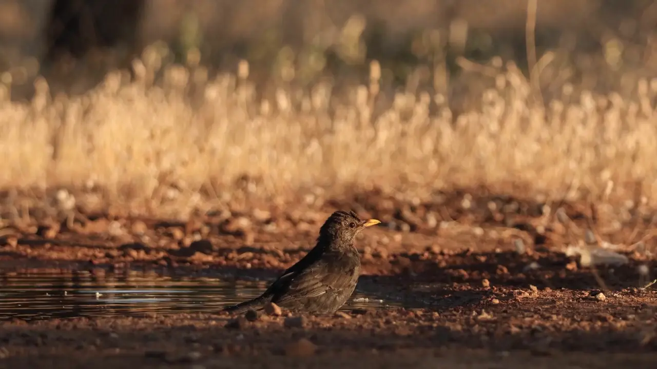 Bird Bath | Scrolller