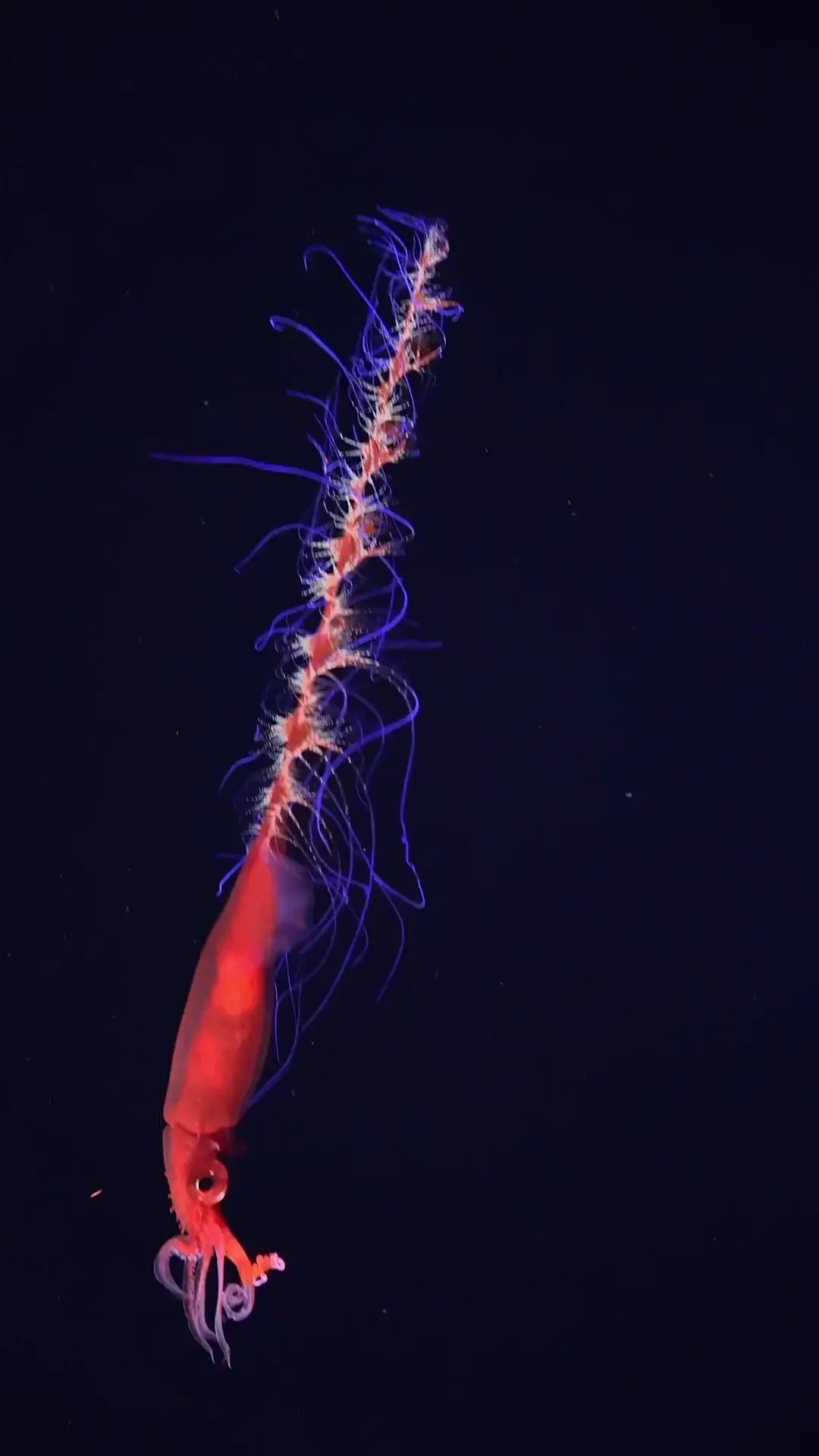 Bizarre Chiroteuthid squid spotted in the deep sea off the Galapagos Islands