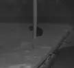  Black Bear Hides Behind Telephone Pole After Stealing Dog Food! 